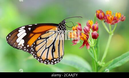 Elegante orange Monarch Schmetterling ruht auf bunten Blumen. Makro-Fotografie dieser anmutigen und zerbrechlichen Lepidoptera Stockfoto