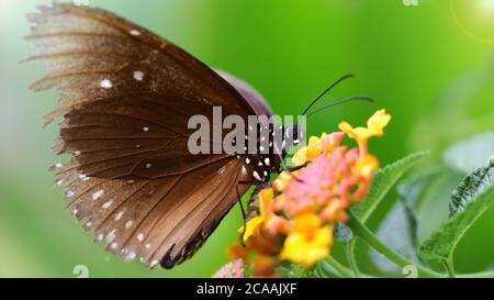 Brauner Schmetterling auf der Suche nach Pollen auf bunten Blumen, Makro-Foto von dieser anmutigen und zerbrechlichen Lepidoptera in einem tropischen botanischen Garten Stockfoto