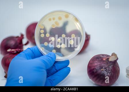 Pathogene E coli/Salmonellen-Kontamination in roten Zwiebeln, Kulturplatte zeigt Bakterienkolonie isoliert von kontaminierten roten Zwiebeln Stockfoto