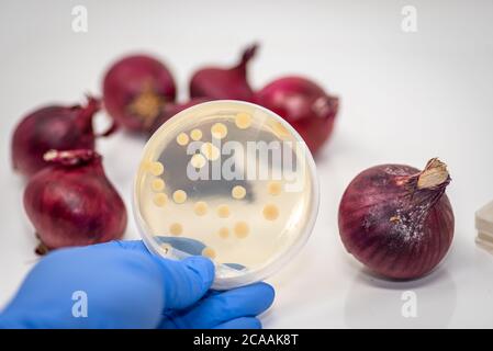 Pathogene E coli/Salmonellen-Kontamination in roten Zwiebeln, Kulturplatte zeigt Bakterienkolonie isoliert von kontaminierten roten Zwiebeln Stockfoto