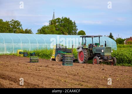 Alter Traktor auf einem Feld mit Sämlingen in Kisten und Gewächshaus im Hintergrund. Stockfoto