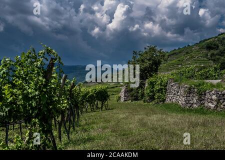 Weinberg Mit Terrassen In Der Wachau Donautal In Österreich Stockfoto