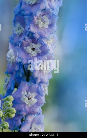 Delphinium Magischer Brunnen im Garten. Doppelte blaue Blume Delphinium Kollektion Stockfoto