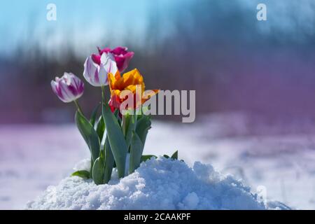 Schnee fällt auf Tulpenblüten. Gemischte Tulpen unter Frühlingsschnee im april. Abnormes Wetter und Schnee Stockfoto