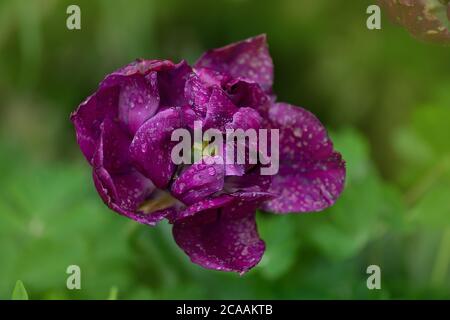 Violett doppelt bunt schöne Tulpe. Lila Tulpe wie Pfingstrose. Tulpen wachsen in dekorativen Blumenbeet Stockfoto