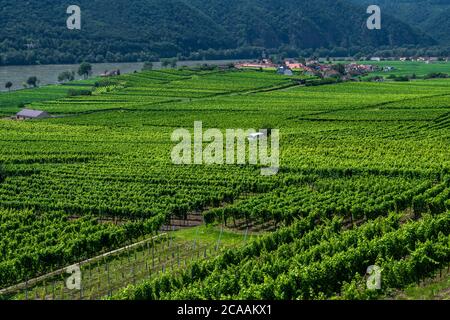 Weinberge Und Ansiedlung Unter Der Donau In Der Wachau In Österreich Stockfoto