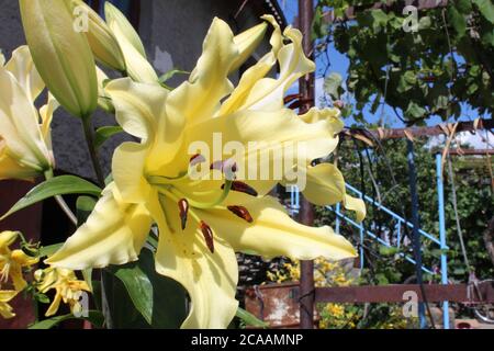 Blume Gartenarbeit Florikultur gelb Lilie Nahaufnahme Seitenansicht Stockfoto
