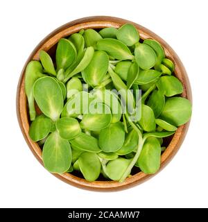 Sonnenblumensprossen in einer Holzschale. Microgreen und frische Triebe von Helianthus annuus, der gemeinsamen Sonnenblume. Grüne essbare Sämlinge. Nahaufnahme. Stockfoto