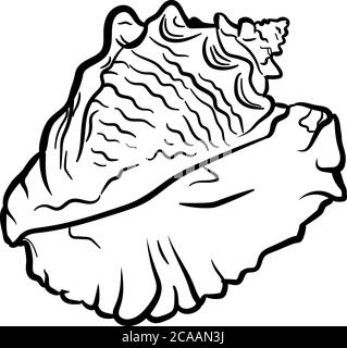 Winkelmurex Murex Murex Mueashell handgezeichnete Illustration Stock Vektor