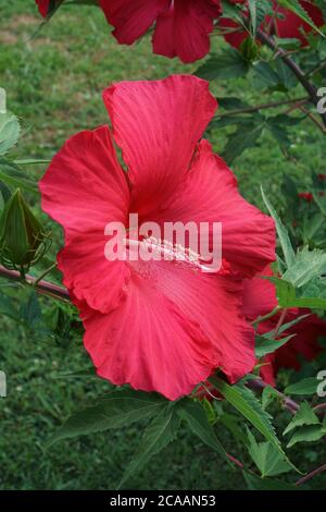 Lord Baltimore Hardy Hibiscus (Hibiscus 'Lord Baltimore') Stockfoto