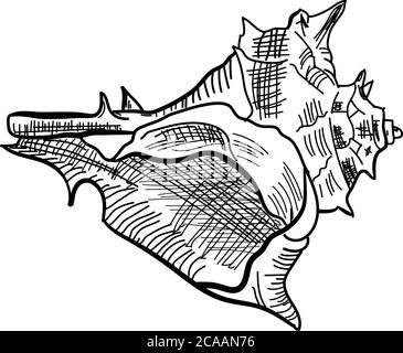 Winkelmurex Murex Murex Mueashell handgezeichnete Illustration Stock Vektor