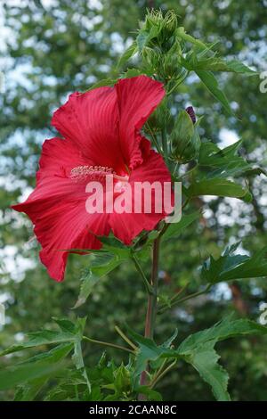 Lord Baltimore Hardy Hibiscus (Hibiscus 'Lord Baltimore') Stockfoto