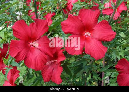 Lord Baltimore Hardy Hibiscus (Hibiscus 'Lord Baltimore') Stockfoto