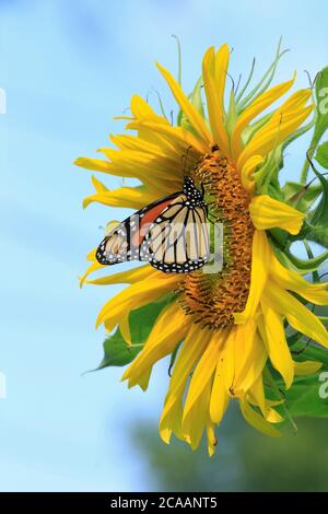 Monarch Butterfly schoss Nahaufnahme auf einer bunten Sonnenblume in Kansas mit blauem Himmel und gelben Blütenblättern an einem Sommertag. Stockfoto