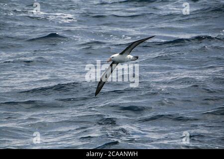 Ein Schwarzbrauenalbatros (Thalassarche melanophris), auch als Schwarzbrauenmollymawk bekannt, der auf dem Weg in die Antarktis über die Drake-Passage schweben wird. Stockfoto