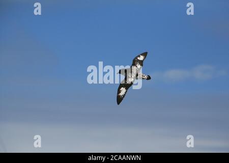 Cape petrel (Daption capense), auch bekannt als petrel pintado oder Cape fulmar, über den stürmischen Gewässern der Drake Passage, auf dem Weg in die Antarktis. Stockfoto