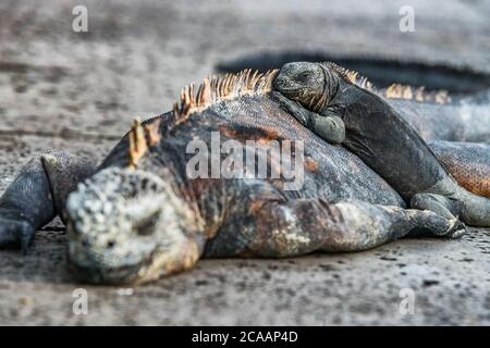 Galapagos Inseln Marine Iguana - Tiere und Tierwelt von Galapagos Stockfoto