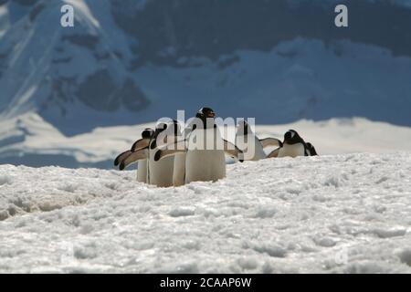 Eine Gruppe von Langschwanzpinguinen (Pygoscelis papua), die auf einem Pfad im Eis am Georges Point, Antarktische Halbinsel, wandern. Stockfoto