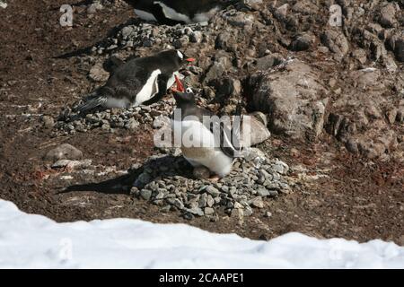 Ein Gentoo-Pinguin (Pygoscelis papua) brütet und verteidigt sein Ei in ihrem kiesigen Nest in Neko Harbour, Andvord Bay, Antarktische Halbinsel. Stockfoto