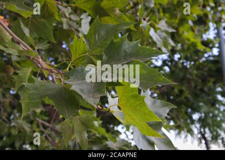 Nahaufnahme eines Astes mit Blättern und Fruchtlosigkeit eines Londoner Platanen oder Platanus × hispanica Stockfoto