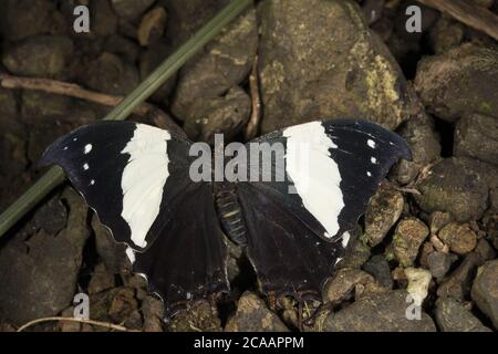 Jazziger Blattflügel, Hypna clytemnestra, Nymphalidae, Jaco, Costa Rica Stockfoto