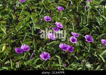 Wasserspinat, Ipomoea aquatica, Convolvulaceae, Ouagadougou, Burkina Faso, Afrika Stockfoto