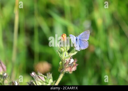 A Common Blue (Polyommatus icarus) Schmetterling in Ruhe auf einer ungeöffneten Löwenzahn (Taraxacum officinale) Blume Stockfoto