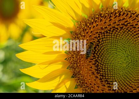 Eine Biene sammelt Pollen von Sonnenblume Nahaufnahme Stockfoto