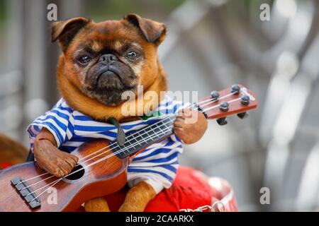 Russland. Sankt Petersburg. 07.18.2020. Ein Hund mit einer Gitarre in den Händen, in einem Matrosenanzug auf dem Schoß eines Straßenmusikers Stockfoto