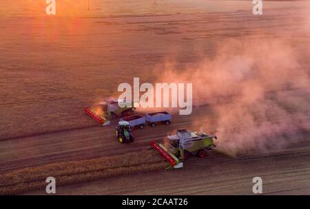 Rosenow, Deutschland. August 2020. Mähdrescher des Lützow-Marktes fahren bei Sonnenuntergang über ein Roggenfeld. Nach zwei Jahren Dürre erwarten die Bauern in Mecklenburg-Vorpommern in diesem Jahr eine durchschnittliche Getreideernte. (Luftaufnahme mit Drohne) Quelle: Jens Büttner/dpa-Zentralbild/dpa/Alamy Live News Stockfoto