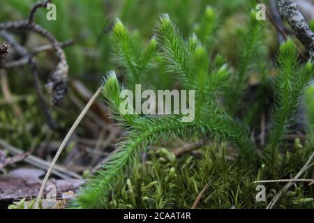 Moos grün flauschiges Gras in der Nähe im Wald in Sommer Frühling junge Grün Triebe Stockfoto