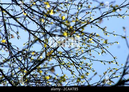 Die Blätter des Tulpenbaums kommen im Frühling aus den Knospen Stockfoto