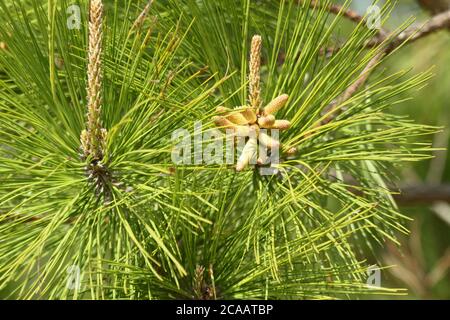 Männliche und weibliche Tannenzapfen im Frühling Stockfoto