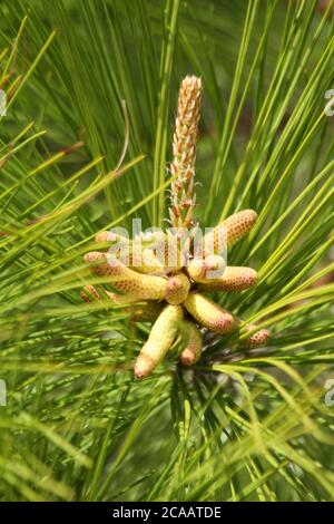 Männliche und weibliche Tannenzapfen im Frühling Stockfoto