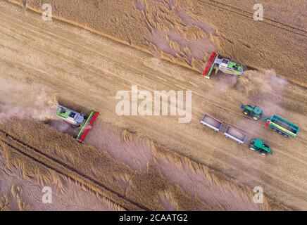 Rosenow, Deutschland. August 2020. Mähdrescher des Lützow-Marktes fahren kurz vor Sonnenuntergang über ein Roggenfeld. Nach zwei Jahren Dürre erwarten die Bauern in Mecklenburg-Vorpommern in diesem Jahr eine durchschnittliche Getreideernte. (Luftaufnahme mit Drohne) Quelle: Jens Büttner/dpa-Zentralbild/dpa/Alamy Live News Stockfoto