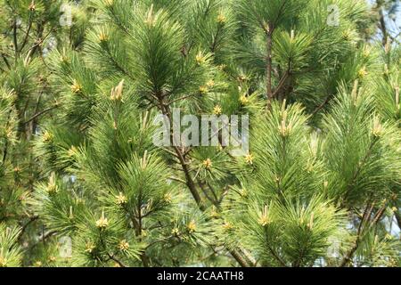 Männliche und weibliche Tannenzapfen im Frühling Stockfoto