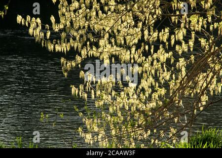 Acer negundo (Box Elder) Ahorn in Blüte Stockfoto