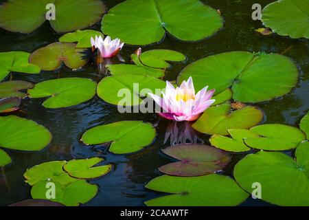 Nahaufnahme der Seerosenblüte auf der Wasseroberfläche im Teich. Schöne rosa Blume im See Stockfoto