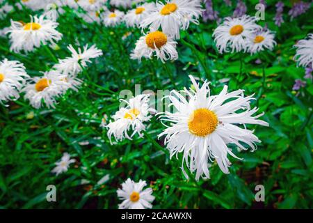 Schöne Kamillenblüten an einem sonnigen Tag draußen. Kamillenblütenbett im Garten. Stockfoto