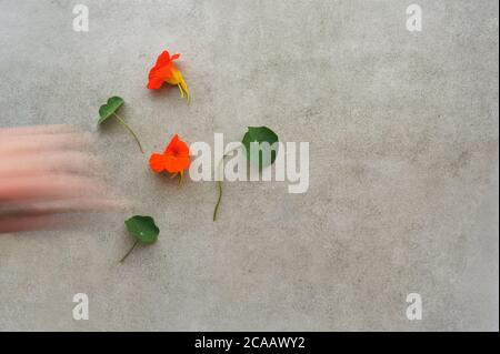 Verschwommene Handbewegung auf einem grauen Hintergrund, auf dem Blumen und Blätter von Kapuzinerkresse platziert sind. Abstrakter Hintergrund. Horizontal, mit Platz für Text. Stockfoto