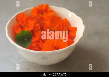 Bunte Blumen in der Schale auf grauem Hintergrund. Helle Kapuzinerkresse essbare Blüten mit Blatt.Selektiver Fokus.Horizontal. Stockfoto