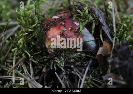 Pilze Wald Pilze sammeln Pilzpflücker ruhig Jagd Vegetarismus Pilz Auf einem weißen Bein und braunen Hut Boletus weiß Pilz essbar Stockfoto