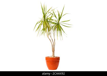 Dracaena marginata oder Drachenbaum in einem Topf isoliert auf weißem Hintergrund. Hausanlage. Niemand Stockfoto