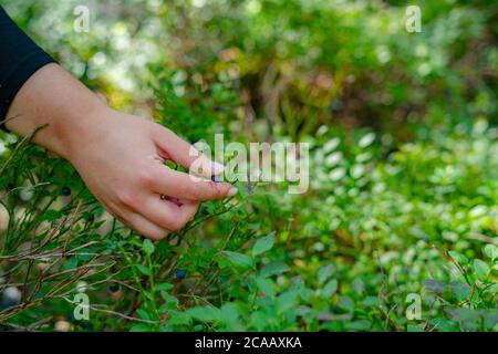 Nahaufnahme der Frau Hände Kommissionierung reife Blaubeeren des Astes draußen an einem sonnigen Tag Stockfoto