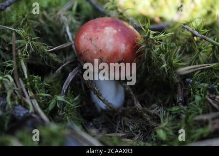 Waldpilz boletus Russula wächst im Moos braun mit roter Kappe und weißem Stiel Wald Nahrung Umwelt eine gesunde Lebensweise Stockfoto