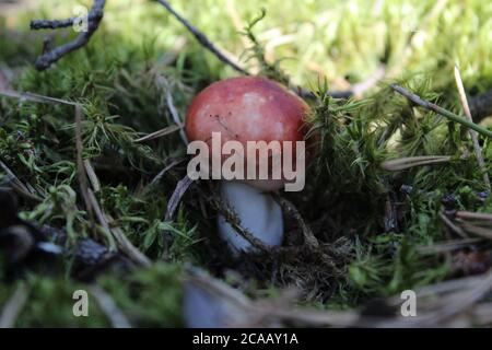 Waldpilz boletus Russula wächst im Moos braun mit roter Kappe und weißem Stiel Wald Nahrung Umwelt eine gesunde Lebensweise Stockfoto