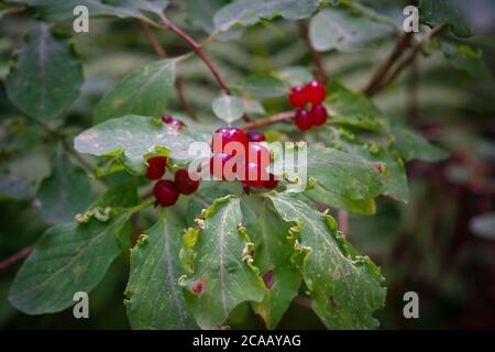 Zweige von Frangula alnus mit roten Beeren. Früchte von Frangula alnus. Stockfoto