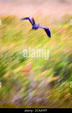 Fliegende Vögel. Abstrakte Natur. Bewegungsunschärfe. Grüne Natur Hintergrund. Stockfoto