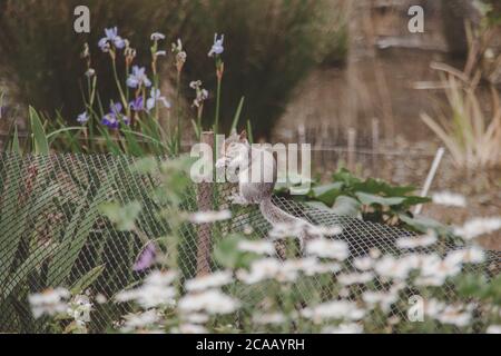 Nahaufnahme eines niedlichen Eichhörnchens auf dem Gitterzaun In der Nähe von Irisblumen Stockfoto