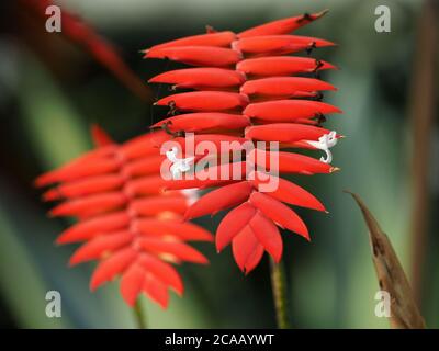 Exotische Heliconia-Pflanzen mit winzigen weißen Blüten, die aus Rispen hervorgehen Von hellen scharlachroten parallelen spitzen Brakten, die dünnen Krabben ähneln Klauen Stockfoto